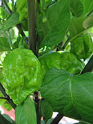 Carolina Reaper