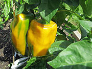 Corno di Toro Giallo