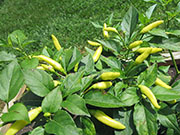 dauphinais