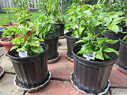 Fatalii
