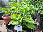 Fatalii