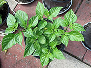 Fatalii