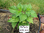 Fatalii
