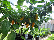 Fatalii