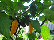 Fatalii
