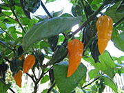 Fatalii