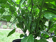 Fatalii