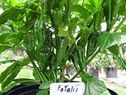 Fatalii