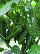 Fatalii