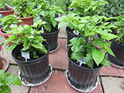 Fatalii