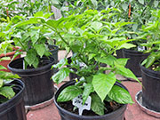 Fatalii