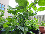 Fatalii