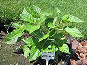 Fatalii