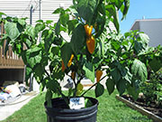 Fatalii