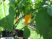 Fatalii