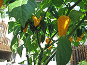 Fatalii