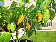 Fatalii