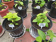 Fatalii