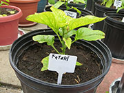 Fatalii