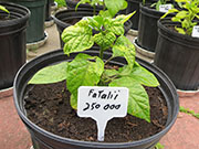 Fatalii