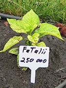 Fatalii
