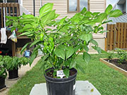 Fatalii