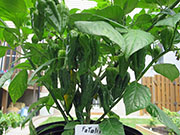 Fatalii