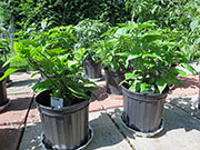 Fatalii