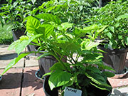 Fatalii