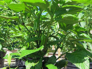 Fatalii