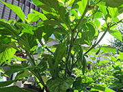 Fatalii