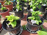 Fatalii