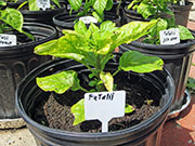 Fatalii