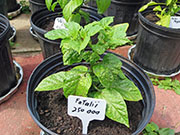 Fatalii