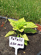 Fatalii