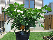 Fatalii