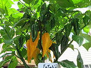 Fatalii