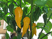 Fatalii