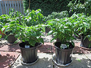 Fatalii