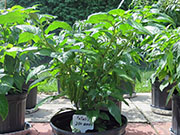 Fatalii