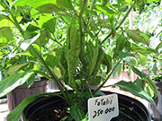 Fatalii