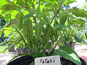 Fatalii