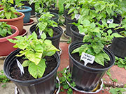 Fatalii