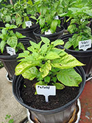 Fatalii