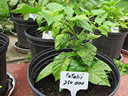 Fatalii