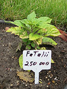 Fatalii