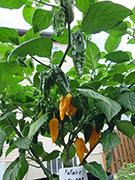 Fatalii