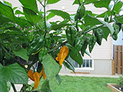 Fatalii