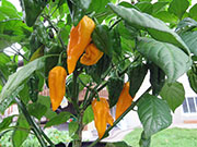 Fatalii
