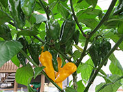Fatalii
